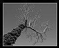 Picture Title - A tree in the sky