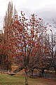 Picture Title - Red Tree