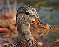 Picture Title - Portrait of a Duck