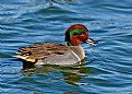Picture Title - Green Wing Teal