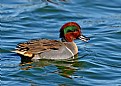 Green Wing Teal