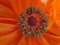 Picture Title - Orange flower