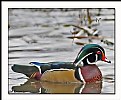 Picture Title - Wood Duck (2)