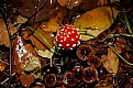 Picture Title - toadstool
