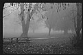 Picture Title - Autumn Mist