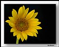 Picture Title - Florida Sunflower