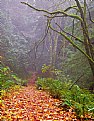 Picture Title - Deep Forest Path