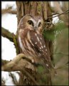 Picture Title - Northern Saw-whet Owl