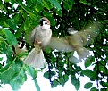 Picture Title - Airborn