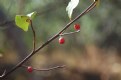 Picture Title - Fall Berries