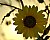 Sun Flower