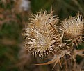 Picture Title - Fall Thistle