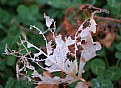 Picture Title - Leaf Skeleton