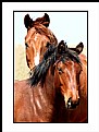 Picture Title - La mirada de los caballos