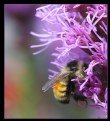 Picture Title - Busy Bee