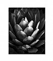 Picture Title - Agave, San Juan Bautista