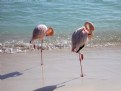 Picture Title - Flamingoes