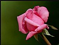 Picture Title - The Pink Rose