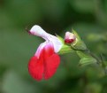 Picture Title - Salvia"Hot Lips"