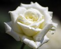 Picture Title - White Rose