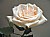 Rose for my friend 