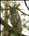 Picture Title - Long-eared Owl
