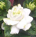 Picture Title - gardenia