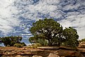 Picture Title - trees in Canyonland