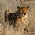 Cheetah - Waiting for Dinner