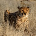 Picture Title - Cheetah - Waiting for Dinner