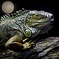 Picture Title - Night of the Iguana