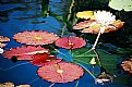 Picture Title - Lilypads