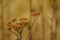 Picture Title - Dried Flowers