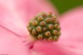 Picture Title - Dogwood Macro