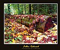 Picture Title - Fallen Redwoods