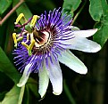 Picture Title - Passion Flower"Marie"