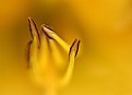 Picture Title - Stamens