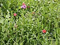 Picture Title - Wild Flowers & Rocks