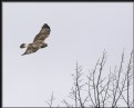 Picture Title - Rough-legged Hawk