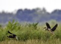 Picture Title - "Gueydan" Geese