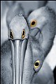 Picture Title - Pelican Eyes 2