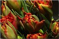 Picture Title - Tulips (again)