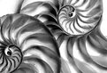 Picture Title - Nautilus 2