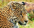 Picture Title - Jaguar