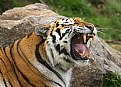 Picture Title - Roaring Tiger
