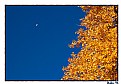 Picture Title - Moon over the Cottonwood