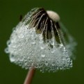 Picture Title - dandelion dew [2]