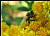 Bee On Dusty Miller