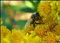 Picture Title - Bee On Dusty Miller