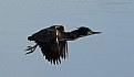 Picture Title - flight of the green heron